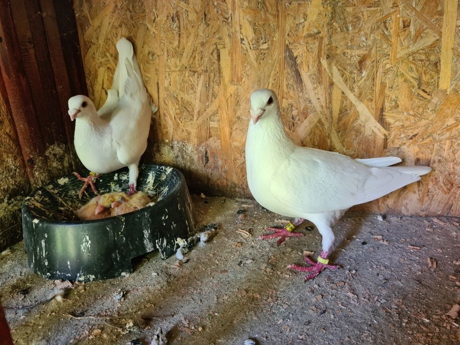 Porumbei voiajori albi Pui 2025