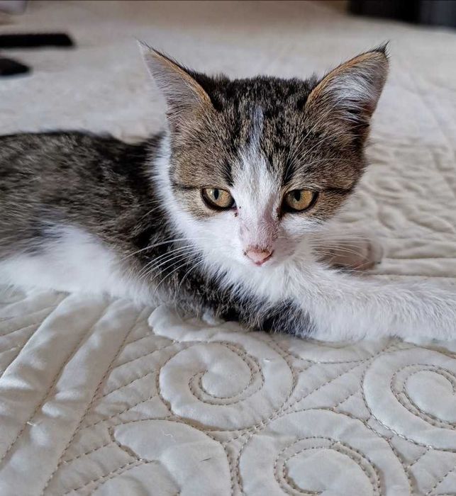 Отдам котёнка девочка