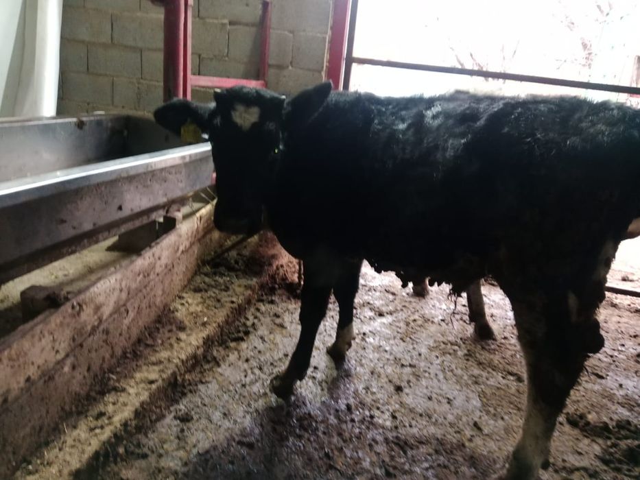 Продам бычков Голштино -Фризской породы. Документы есть.