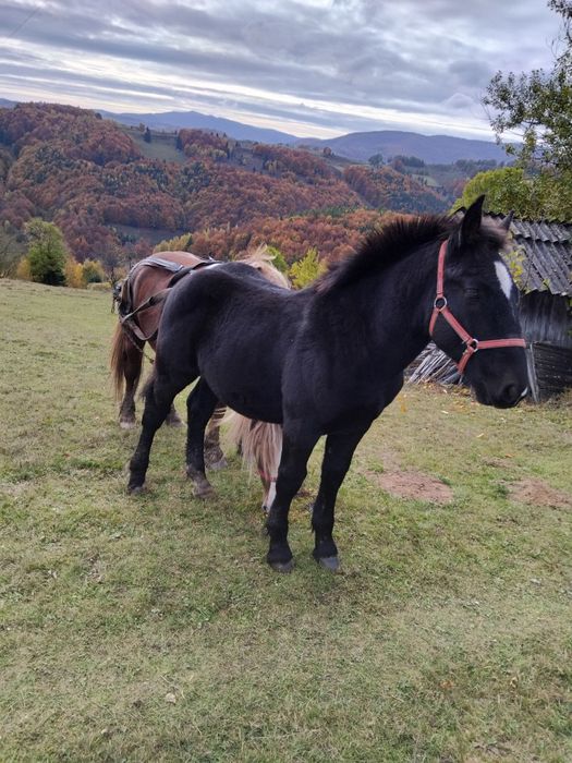 Vînd mînz de 6 luni