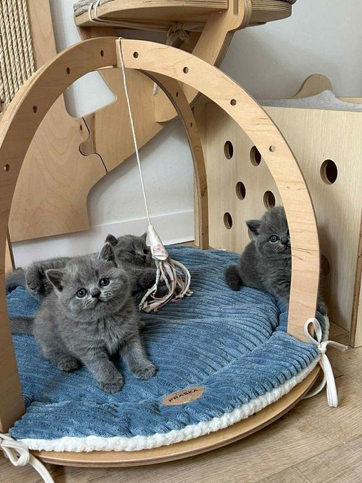 Британска късокосместа