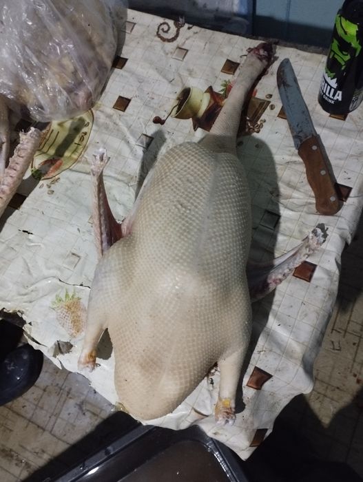 Продам мясо гусей