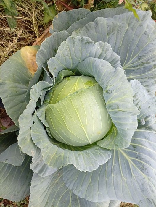 Varza de vânzare escazu pentru murat 2-4 kg