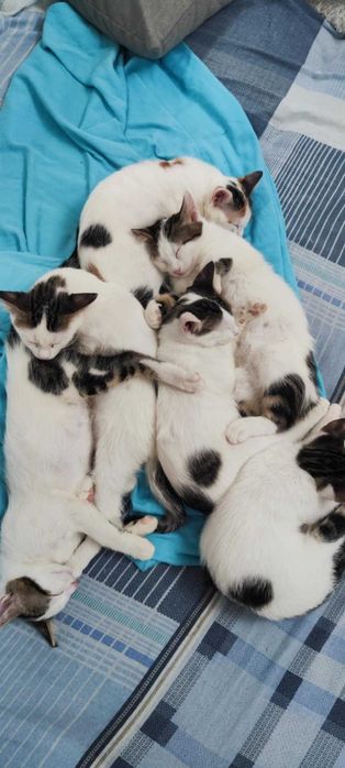 Котета търсят дом