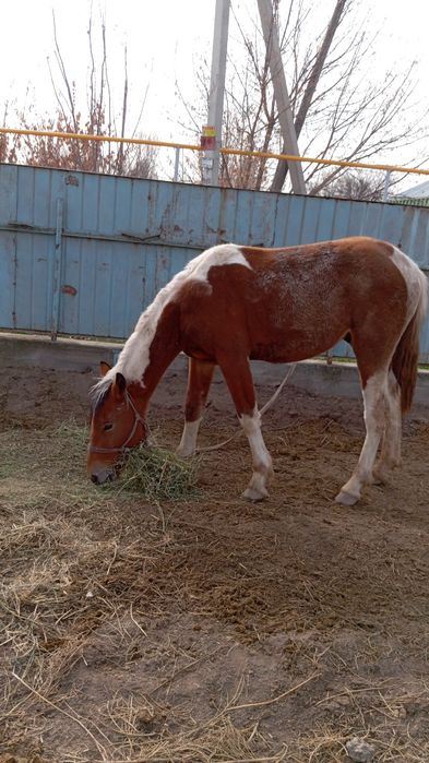 Продам лошадь !Возраст полуторагодовалый