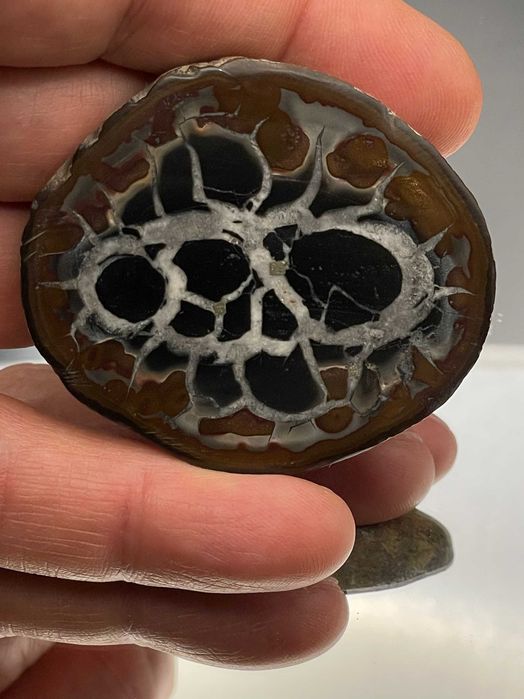 Драконов камък: Полирана Септария