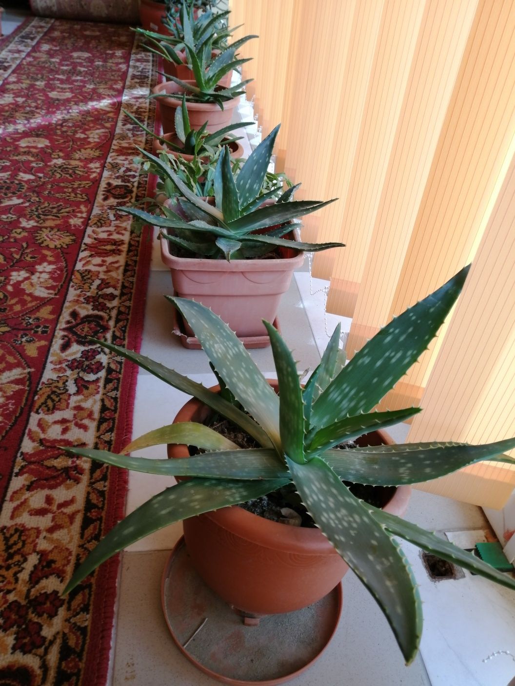 Aloe Vera, plante ornamentale