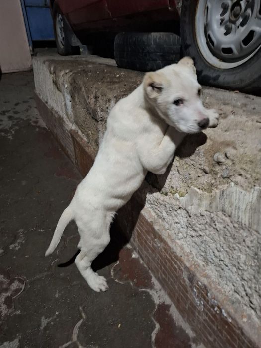 Toza zotli Alabay Buxoroda davrada yutib yuborgan itni bolasi