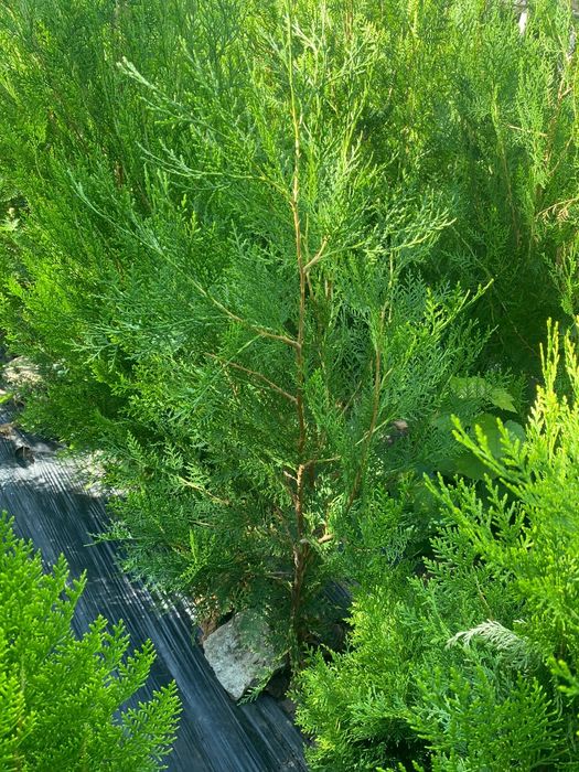 Tuia biota conifer pt garduri vii