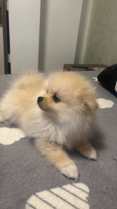 Vand cățelușa pomeraniana