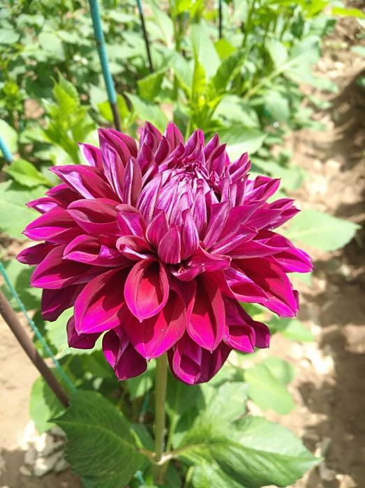 Продаю клубни Георгин