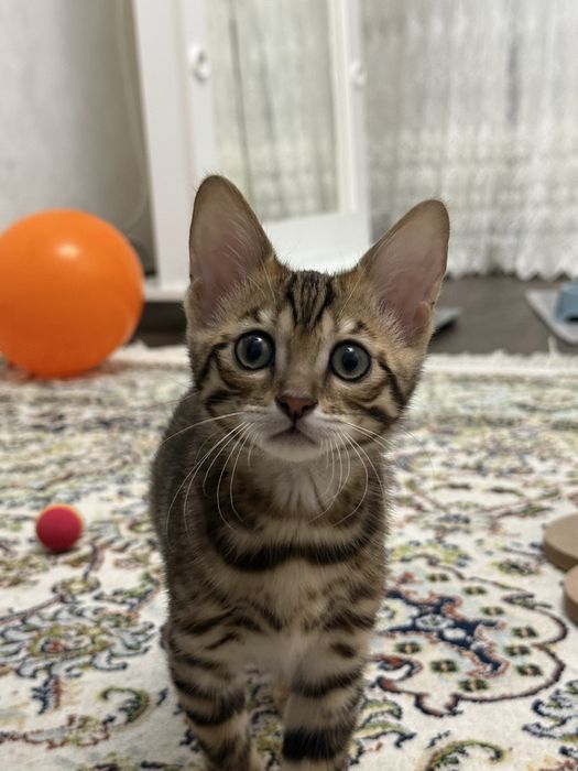Бенгальский котёнок Стелла ищет дом!