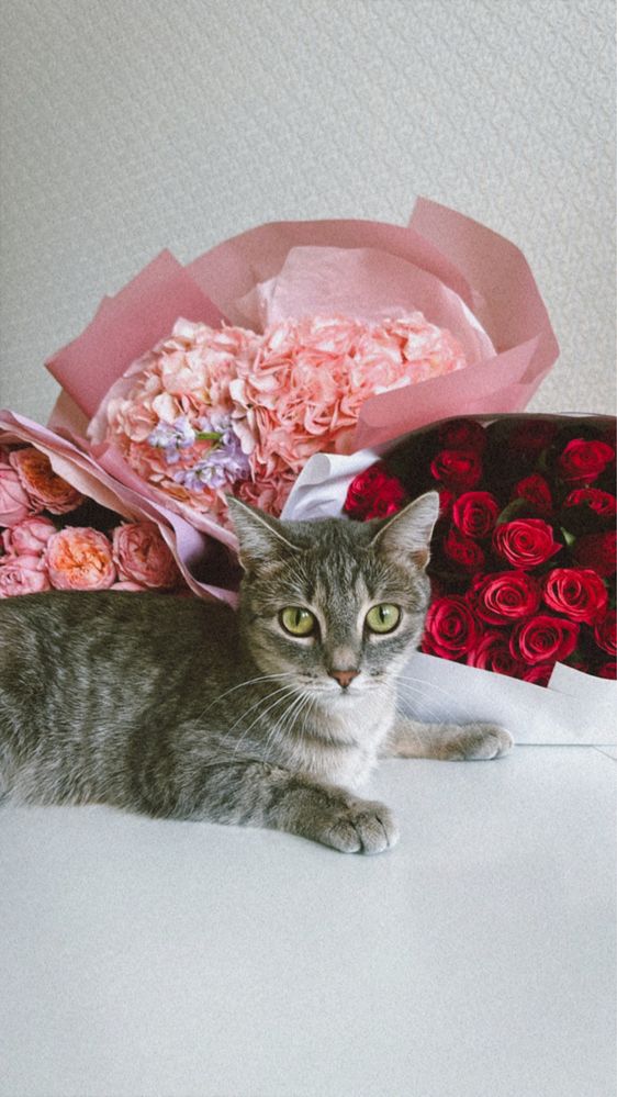 Кошка 1,5годик.