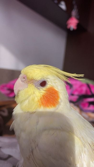 Papagal Nimfă cu obrăjori