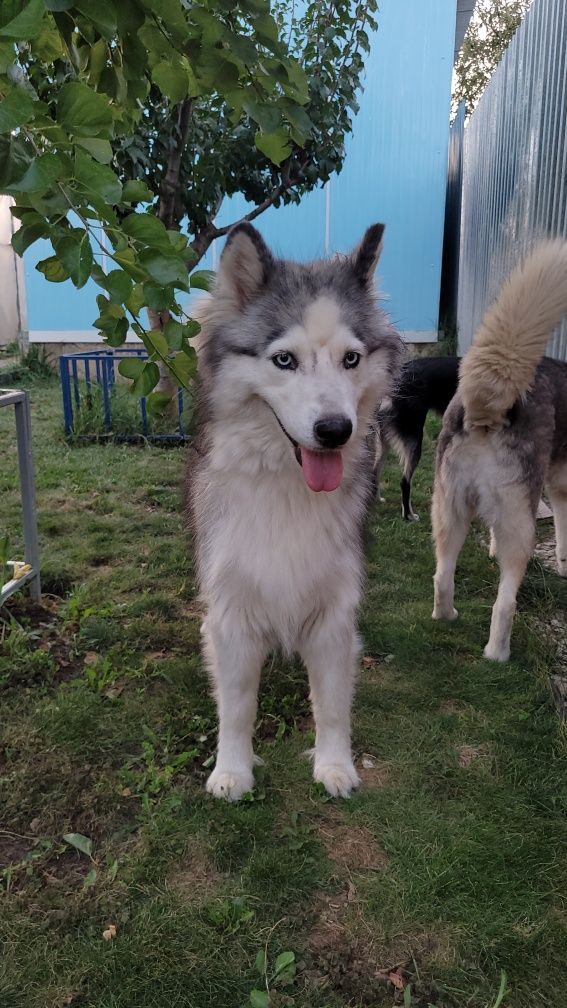 Pet Sitter/Cazare Câini