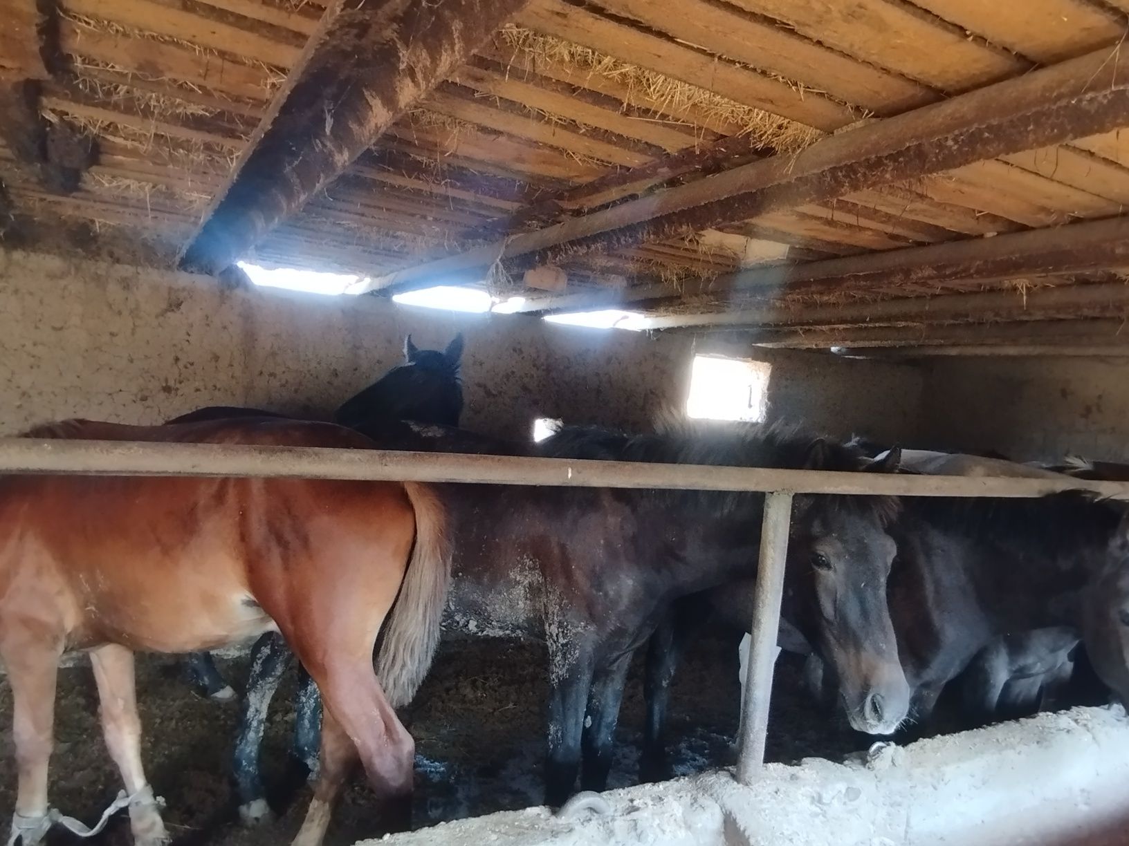 1.5 жасар тайлар