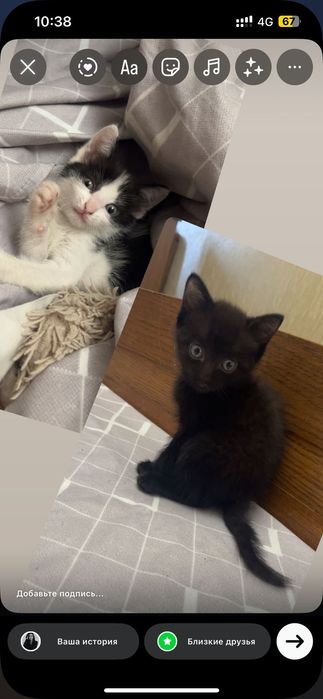 Отдам котят срочно