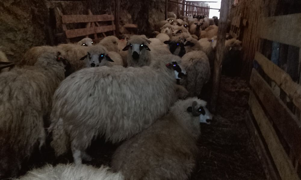 50 de oi spre vânzare