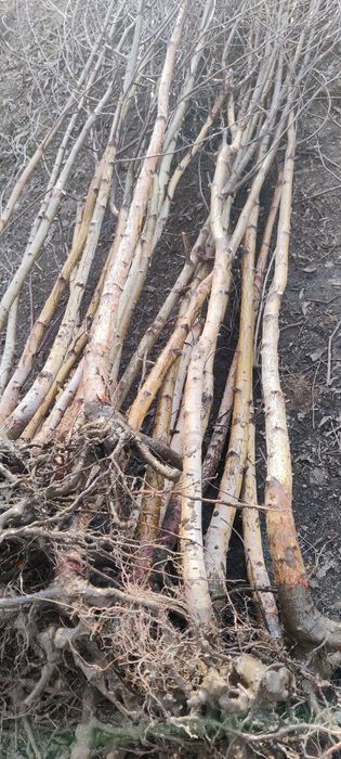 Puieți de mesteacăn înălțimea 2 metri