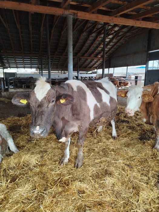 Vând vaca bălțata românească