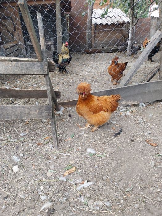 Oua pentru incubat de la gaini motate