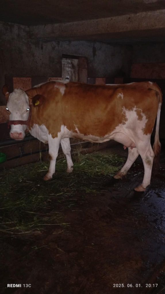 Se vinde vaca   blandă si bună de lapte