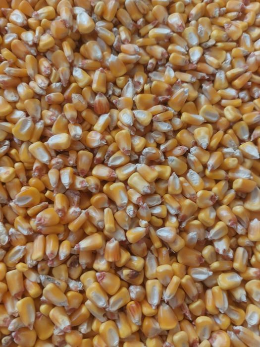 Porumb și grâu 2025