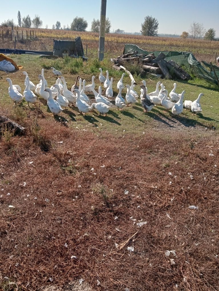 Gâște de vânzare