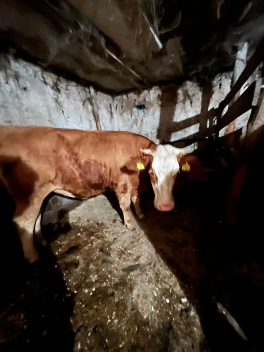 De vânzare Junincă