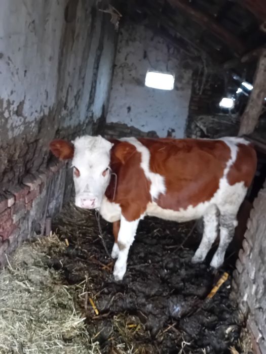 Vand vaca si o vitea