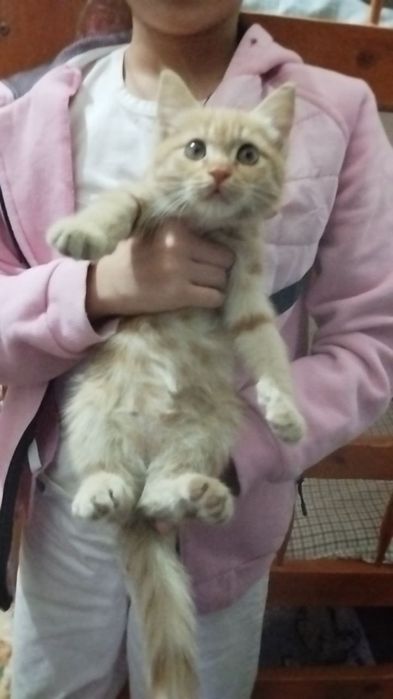 Котёнок 2 месяца мальчик