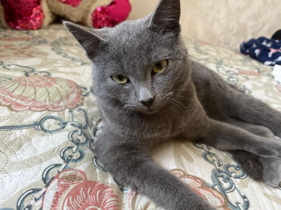 Продается кот порода: русская голубая имя: Гарри
