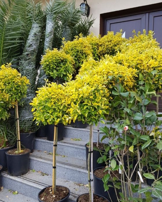 Pom pon, spirala plante decorative, mesteacăn, Tuia gard viu etc