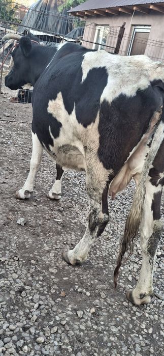 Vaca de vanzare gestanta in 7 luni