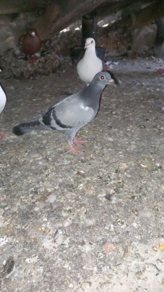 Vând tot ce se vede
