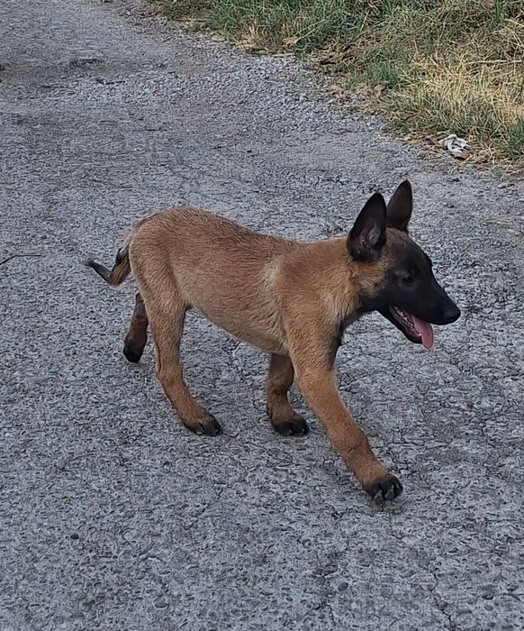 Продаются щенки бельгийская овчарка