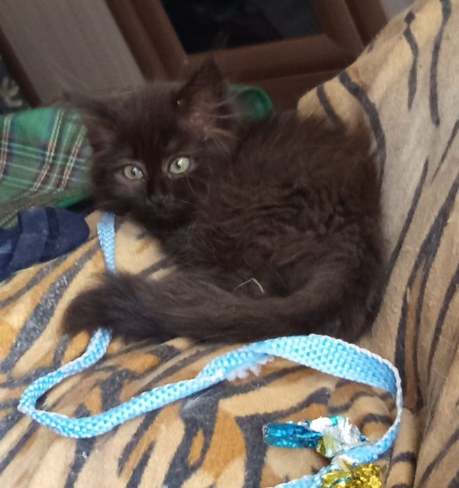 Котенок девочка 2 мес