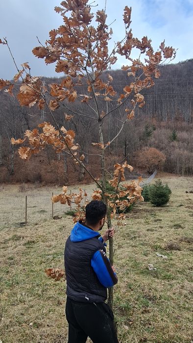 Platani stejar carpen frasin mesteacăn alb