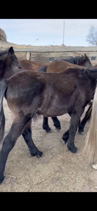 Семіз жабағы сатамын