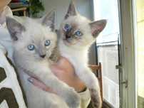 Ragdoll/ disponibili