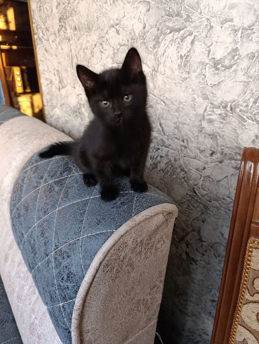 Mushuklar Bepul Котята Бесплатно