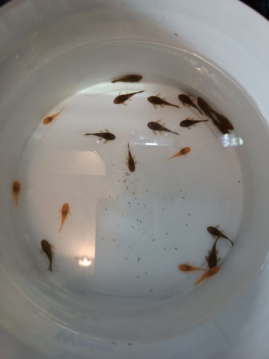 Мечиносцы чёрные, Мечиносцы красные, Моллинезии, Гуппи, Анциструсы.