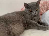 Pisica Brittish Shorthair