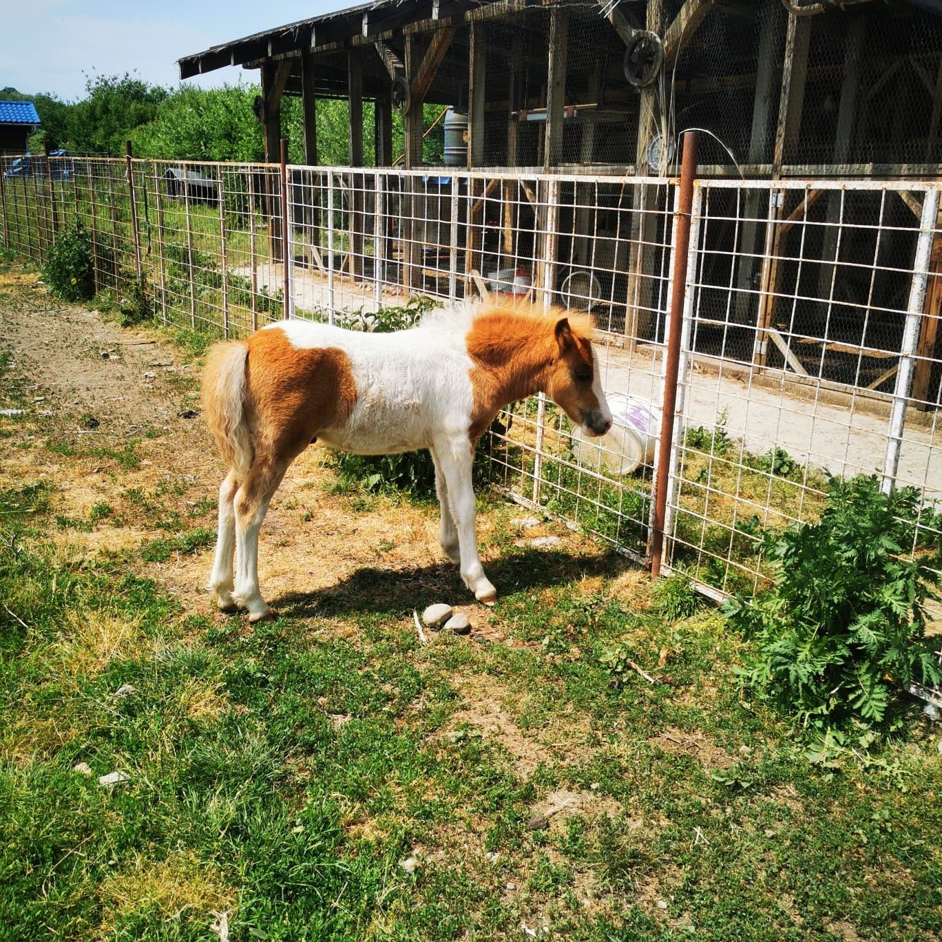 Ponei Shetland talie mijlocie