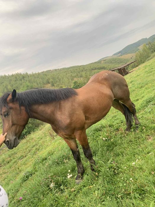 Vînd sau schimb cu auto cal de 4 ani merge bine la carut si blînd