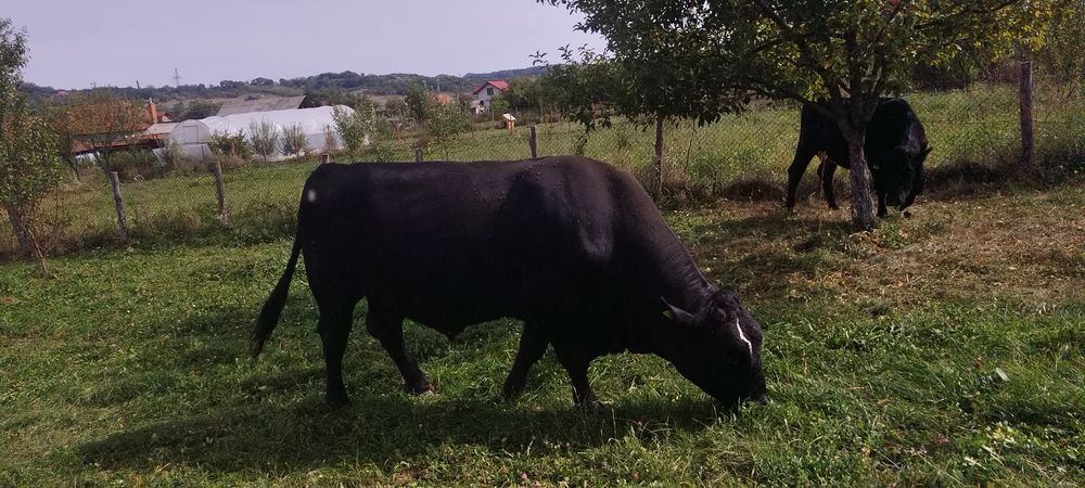 Vand taure angus brun