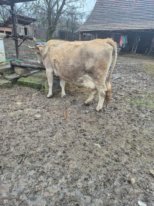 Vand Vaca pentru abator