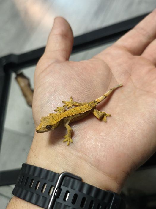 Gecko Crested Soparla