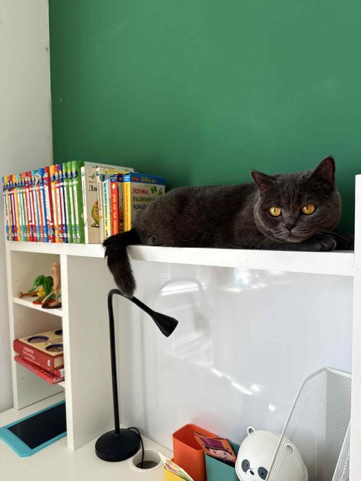 Подарявам Британска късокосметска