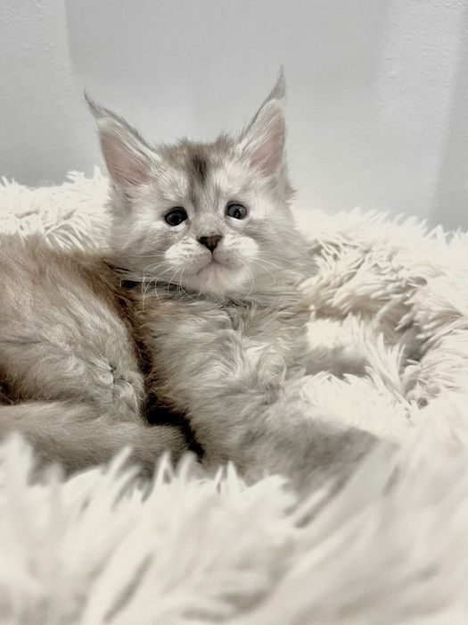 Fetita Maine Coon PEDIGREE Felisa